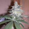 Sweet Cindy Photo Reg ( 5 Seeds)