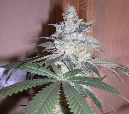 Sweet Cindy Photo Reg ( 5 Seeds)