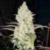 White Wedding Photo Fem ( 4 seeds or 8) Buy 1 pack and get 2nd pack Free!