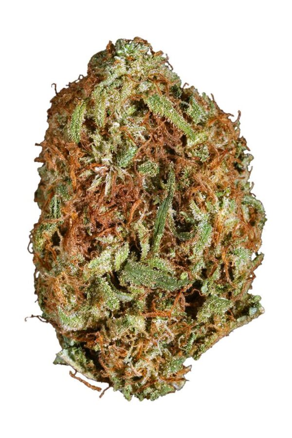 God Bud Photo Reg ( 5 Seeds)