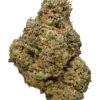 Purple Mango Photo Fem (4 Seeds or 8) Late Sept-Early Oct Harvest