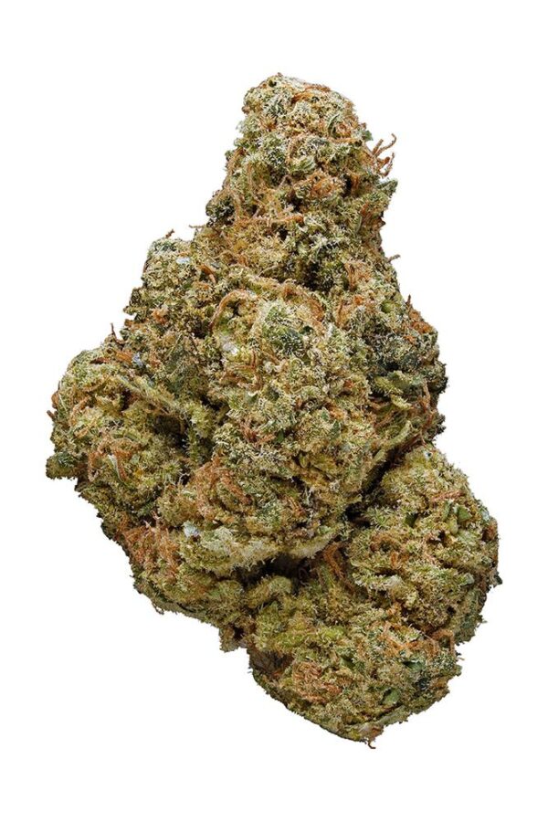 Purple Mango Photo Fem (4 Seeds or 8) Late Sept-Early Oct Harvest