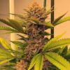 Banarium Photo Reg ( 5 Seeds)