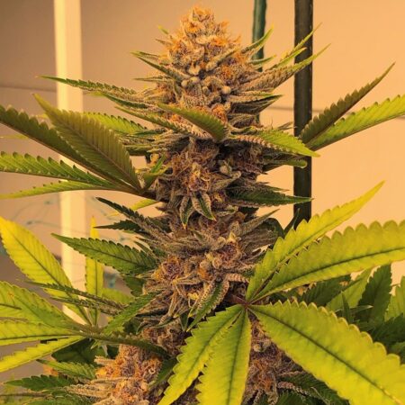 Banarium Photo Reg ( 5 Seeds)