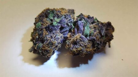 Black Cheese Photo Reg (5 Seeds)