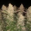 Dark Sugar Photo Reg ( 5 Seeds)