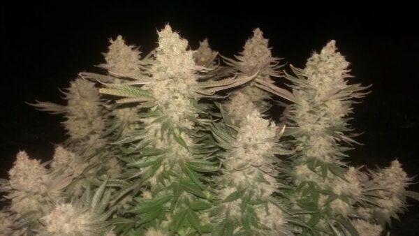 Dark Sugar Photo Reg ( 5 Seeds)
