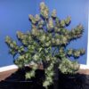Girl Scout Cookies Auto Fem   (4 Seeds or 8)
