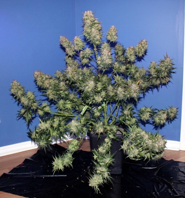 Girl Scout Cookies Auto Fem   (4 Seeds or 8)