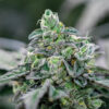 Ice Cream Cake Photo Fem (4 Seeds or 8)