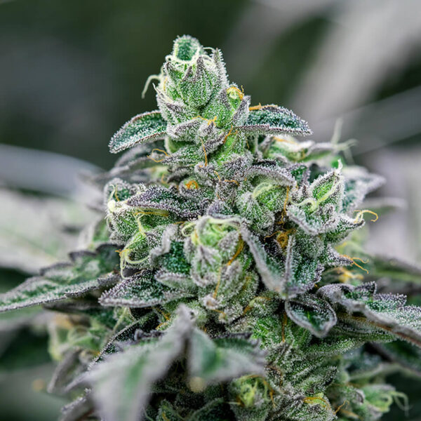 Ice Cream Cake Photo Fem (4 Seeds or 8)