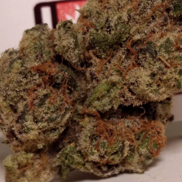 Peanut Butter Black Photo Reg (5 Seeds) (PBB x Black Water)
