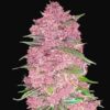 Purple Lemonade Skunk Auto Fem  (4 Seeds or 8)