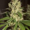 Raspberry Diesel Auto Fem ( 4 Seeds)