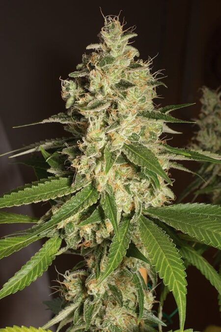 Raspberry Diesel Auto Fem ( 4 Seeds)