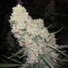 Sour Diesel Auto Fem ( 4 Seeds or 8) Buy 1 pack and get 2nd pack Free!