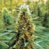 Gamma Grass Photo Reg ( 5 Seeds)