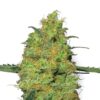 Bulk Hulkberry Auto Fem