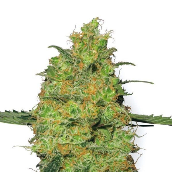 Bulk Hulkberry Auto Fem