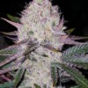 Bulk Lemon Berry Candy OG BX2 Auto Fem