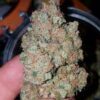 Appleberry Auto Fem (4 Seeds or 8)