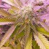 Nose Candiez Photo Fem (4 Seeds or 8) Buy 1 pack get 2nd pack Free!
