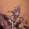 ABC Australian Bastard Cannabis Photo Regs (5 Seed Pack)