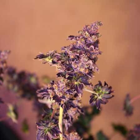 ABC Australian Bastard Cannabis Photo Regs (5 Seed Pack)