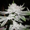 Sticky Glue Photo Fem  (4 Seeds or 8) Late Sept Harvest