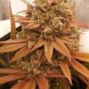 Santa Marta Columbian Gold Photo Fem (4 Seeds or 8)