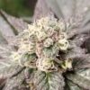 PBB x Slurricane F1 Photo Regs (5 Seeds)