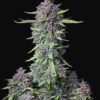 Purple Punch Auto Fem (4 Seeds or 8)