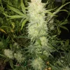 Critical Kush Auto Fem (4 Seeds or 8)