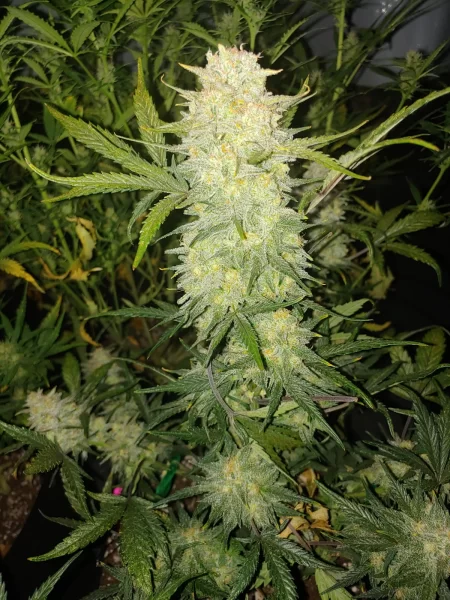 Critical Kush Auto Fem (4 Seeds or 8)