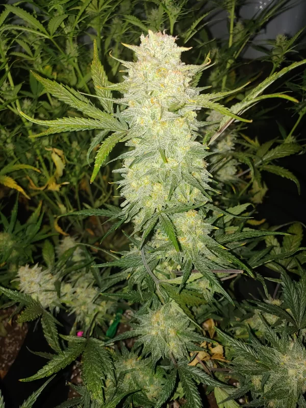 Critical Kush Auto Fem (4 Seeds or 8)