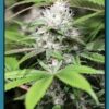 Diesel Candiez Photo Fem (4 Seeds)