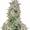 Bulk Forbidden Runtz Auto Fem