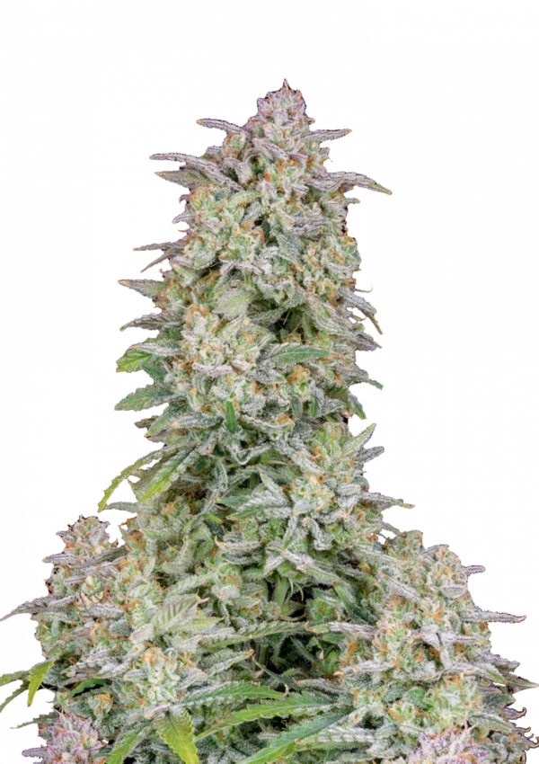Bulk Forbidden Runtz Auto Fem
