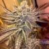 Polar Vortex Photo Fem (4 Seeds or 8)