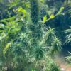 Thai Stick Squirrel Tail Photo Reg (6 Seeds)