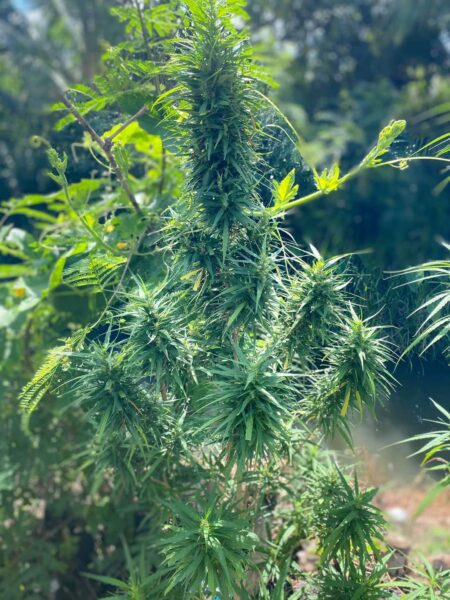 Thai Stick Squirrel Tail Photo Reg (6 Seeds)