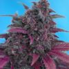 Dark Devil Auto (4 Seeds)