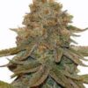 Kali Kush ( 4 Seeds)