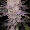 Orange Kush Cake Photo Fem (4 Seeds)
