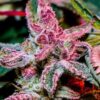 Pink Runtz Photo Fem (4 Seeds) Early October Harvest Buy 1 pack and get 2nd pack Free!