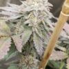 Heimi Cheeba Road Kill Skunk Photo Fem (4 Seeds or 8)