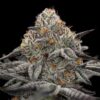 Oreoz Photo Fem (4 Seeds )