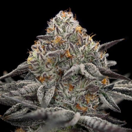 Oreoz Photo Fem (4 Seeds )