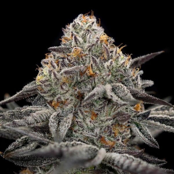 Oreoz Photo Fem (4 Seeds )