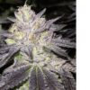 Romulan Cheese Auto Fem (4 Seeds)